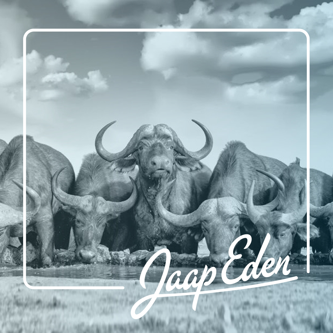 Doe mee aan de eerste en zeer toegankelijke Buffelavond volgende week! 1 uur onafgebroken schaatsen, als training voor een mooie toertocht op natuurijks of gewoon omdat het lekker en gezellig is. 

Meer info en kaarten kopen kan op jaapeden.nl/buffelavonden