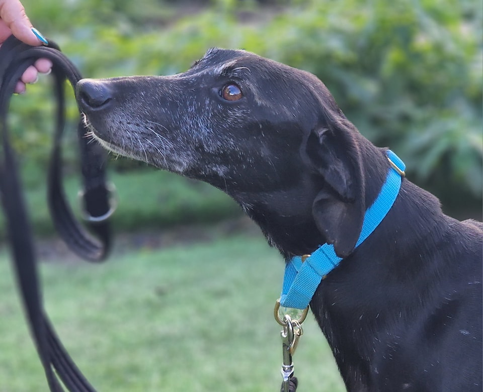 Please retweet to help Sam find a home #SUSSEX #UK Sam is a lovely and friendly boy who is a 6 years old Whippet Cross. He is looking fantastic and will be neutered as soon as feasible. It is SO VERY IMPORTANT to try and find homes for all the dogs in kennels as everytime we…