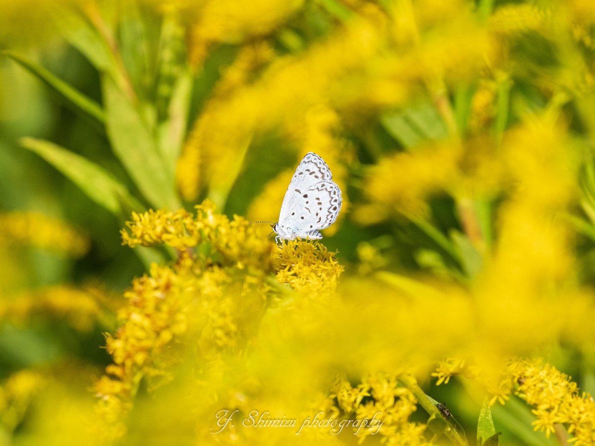 秋の風物詩　セイタカアワダチソウとヤマトシジ…？！

OLYMPUS OM-D E-M1 X + M.ZUIKO DIGITAL ED 90mm F3.5 Macro IS PRO

#昆虫 #昆虫写真 #OMSYSTEM #シルビアシジミ #Butterfly