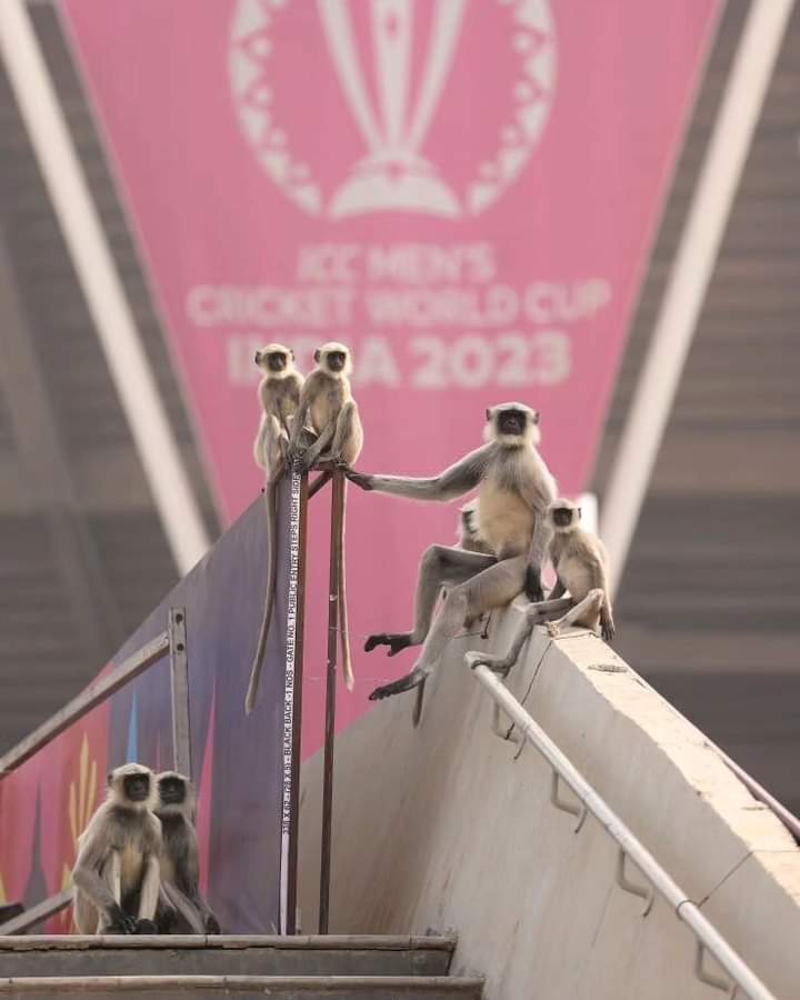 Even Monkeys are very Happiness، excited today's early Morning Match in Ahmedabad Stadium Mumbai۔ #monkeys #INDvsAUSfinal #India #Australia #Final #AhmedabadStadium #CricketUniverse #CWC23 #CWC2023 #WorldCup2023 #StarCricketIndia #ViratKohli𓃵
