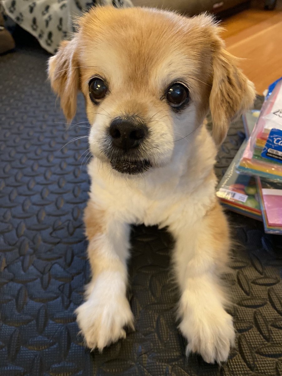 SweetLilBully tweet media