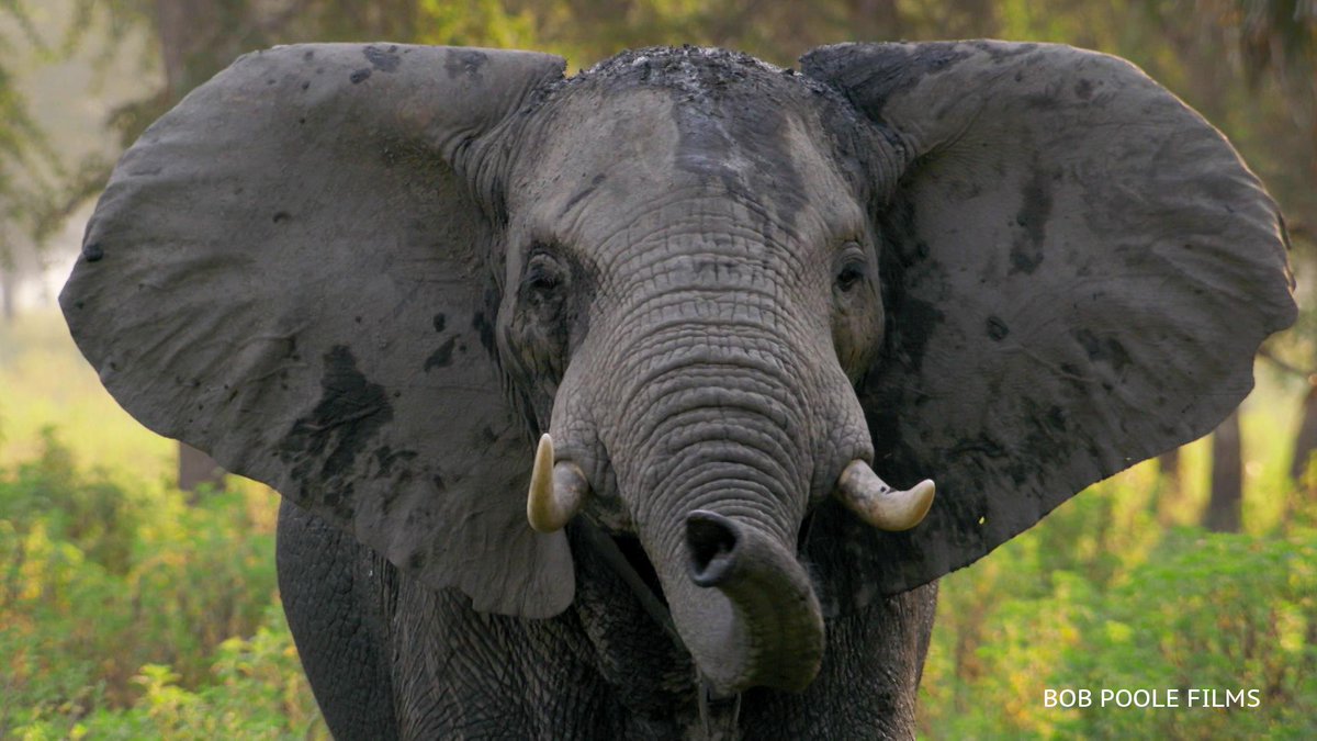 ♥️Every day is my 
🐘 #WorldElephantDay 
🐘 #2023YearOfTheElephant
🐘 #ElephantTwitter #ElephantX
🌍 #LetAfricaLive 🐘

📸 © Bob Pooole