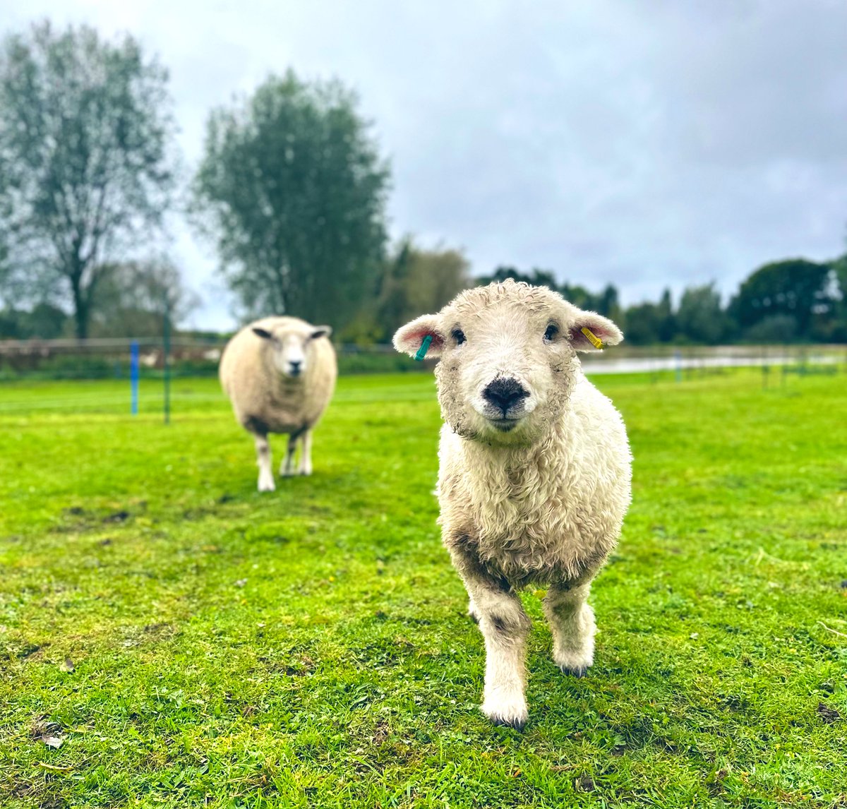 MiniSanctuary's tweet photo. Morning #UKGiftAM #UKGiftHour 👋

Would you like a little Bertie in-front of your tree, on your mantelpiece or Christmas display?

…then keep him up all year round! 🏠 

Our shop shuts for Christmas on 4th Dec🌲🎄 

Every sale supports the sanctuary 🥰: https://t.co/6tM2NJyenu https://t.co/0QRfgtbrJV