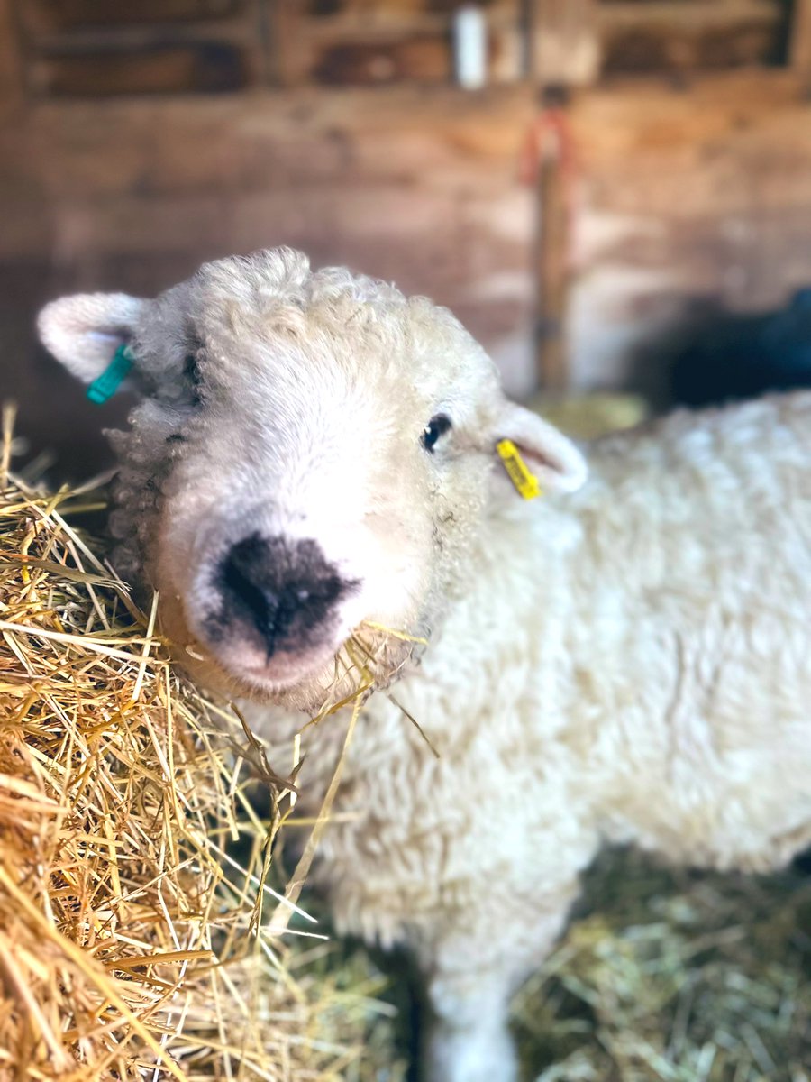 MiniSanctuary's tweet photo. Morning #UKGiftAM #UKGiftHour 👋

Would you like a little Bertie in-front of your tree, on your mantelpiece or Christmas display?

…then keep him up all year round! 🏠 

Our shop shuts for Christmas on 4th Dec🌲🎄 

Every sale supports the sanctuary 🥰: https://t.co/6tM2NJyenu https://t.co/0QRfgtbrJV