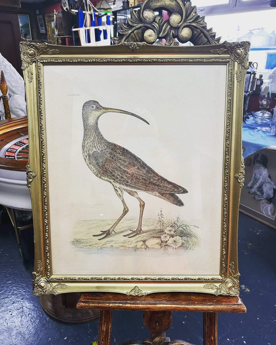 Large Victorian plate print from unit 228 #victorianprint #victorianhome #victoriandecor #birdprint #astraantiquescentre #hemswell #lincolnshire