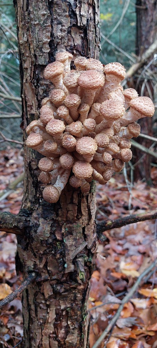 Natuurarts's tweet photo. Niet eens met de naam: 
Sombere honingzwam. https://t.co/WPCUk4VHjW