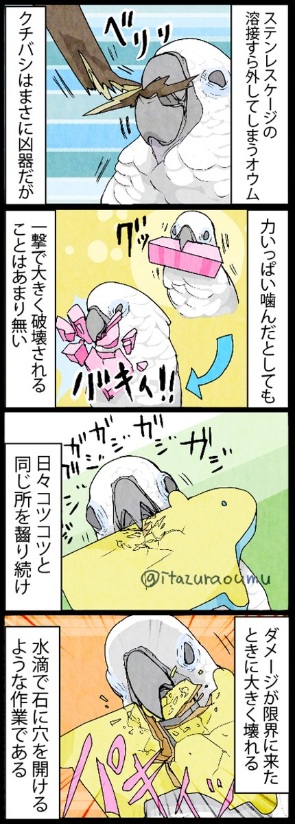 オウムと破壊②