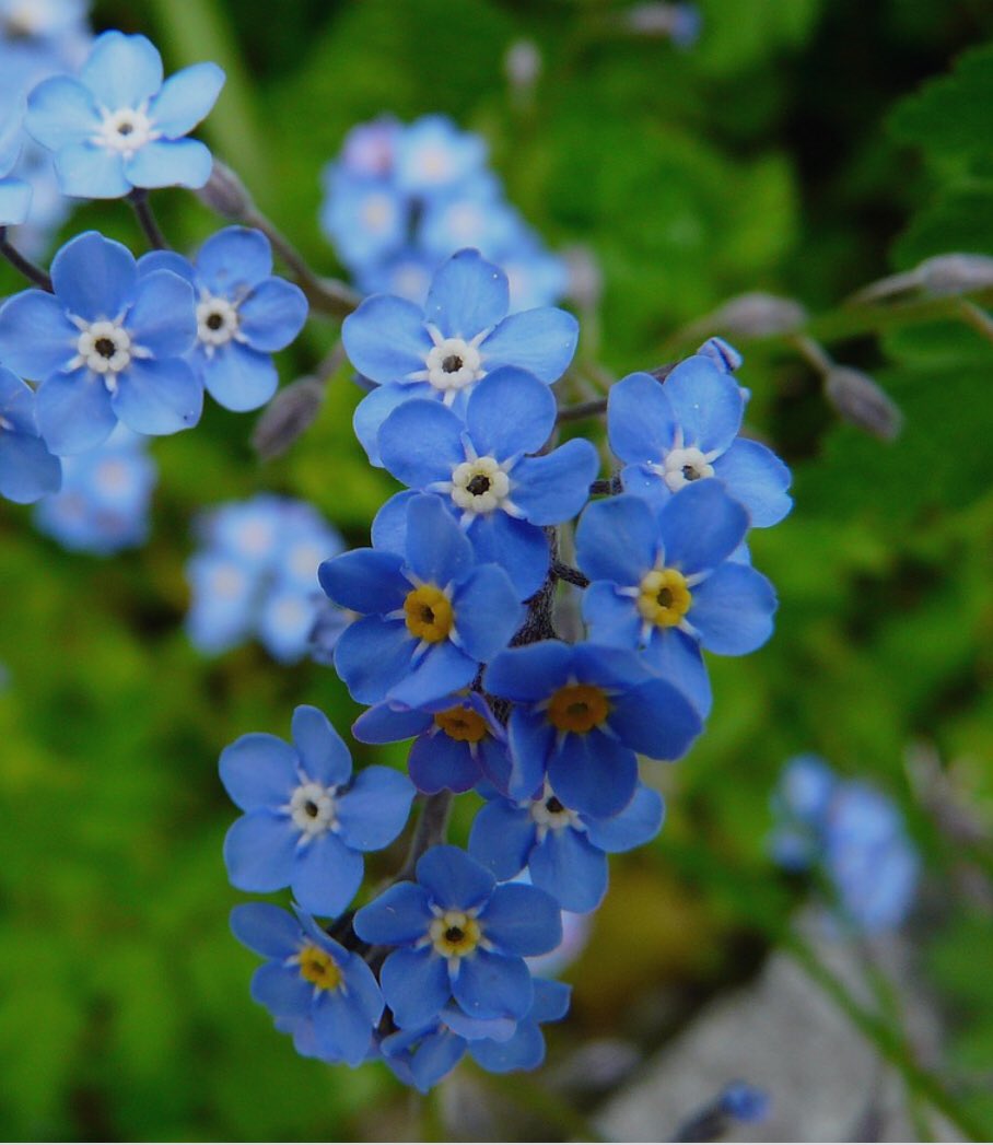 National Day of Mourning in Germany, remembering all victims of war and tyranny. The commemoration in Parliament will be led by Federal President Steinmeier and the Crown Princess Victoria of Sweden 🇸🇪. In Germany “Vergissmeinnicht” forget-me-not is the flower of remembrance.