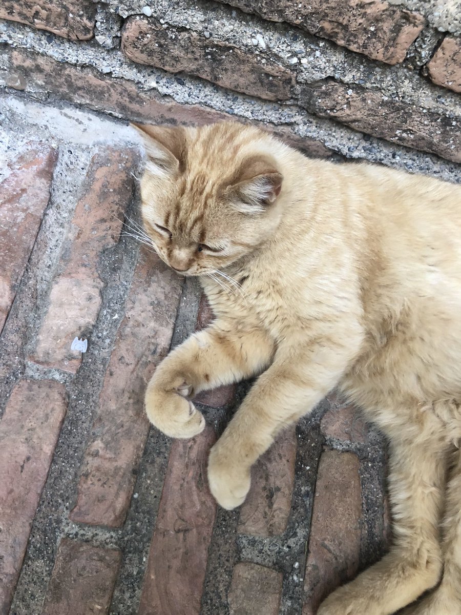 gnzalezlis's tweet photo. Actualización: 
Sigo enamorada de los gatitos https://t.co/7QEuZCMFU0