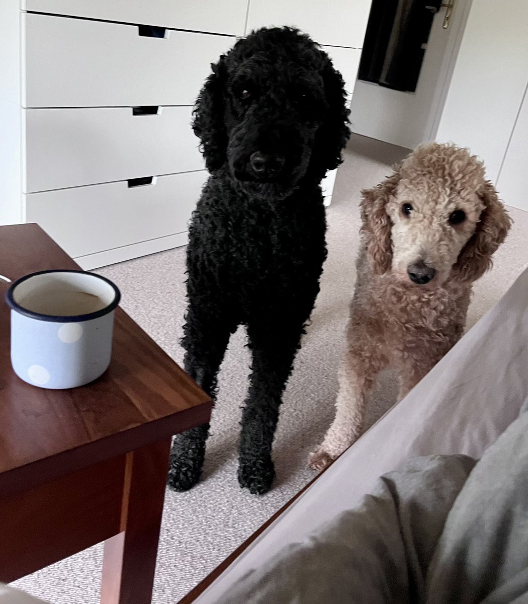 Name this Band #kingpoodle