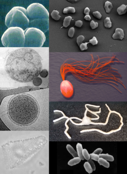biotinucm's tweet photo. Las arqueas son maestras de la adaptación extrema, sobreviviendo en entornos inhóspitos como aguas termales, salinas y hasta en las profundidades del océano. Descubramos juntos sus secretos de supervivencia  🦠🧫 https://t.co/f0fBJOegFl