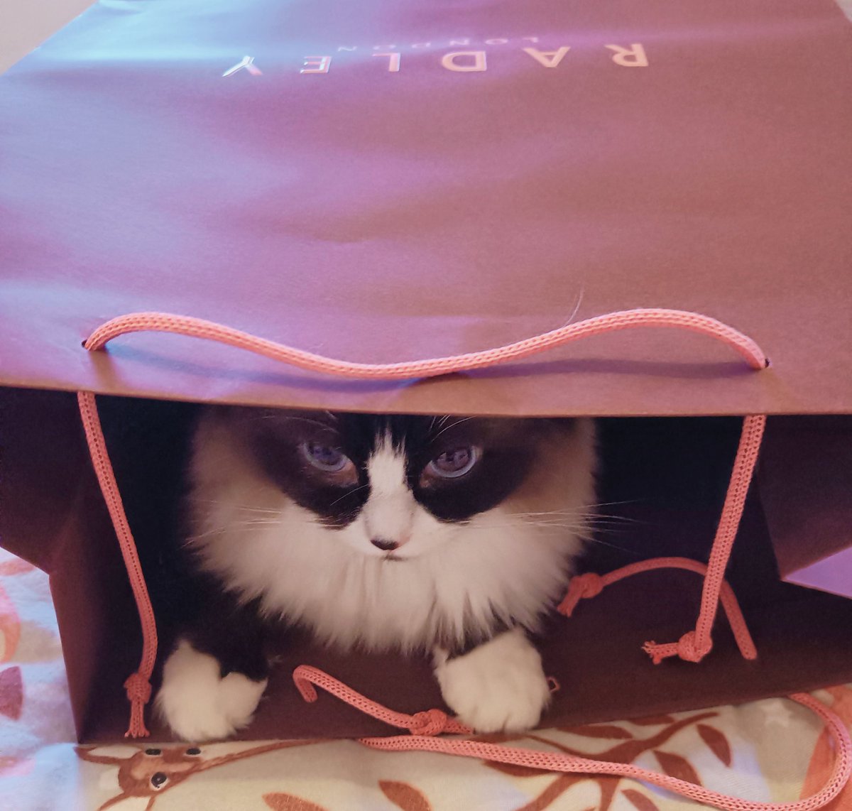 ContactSuzanne's tweet photo. Someone's getting expensive tastes.....  @JaneFallon @PickliciousF https://t.co/dftuQtJfhh