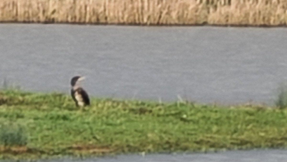 I think this could be a cormorant. Then again, with my #badphotography, it could also be a penguin! 🐧 #thegwentlevels #savethegwentlevels #goldclifflagoons What do you think? Penguin, cormorant or neither? 😂