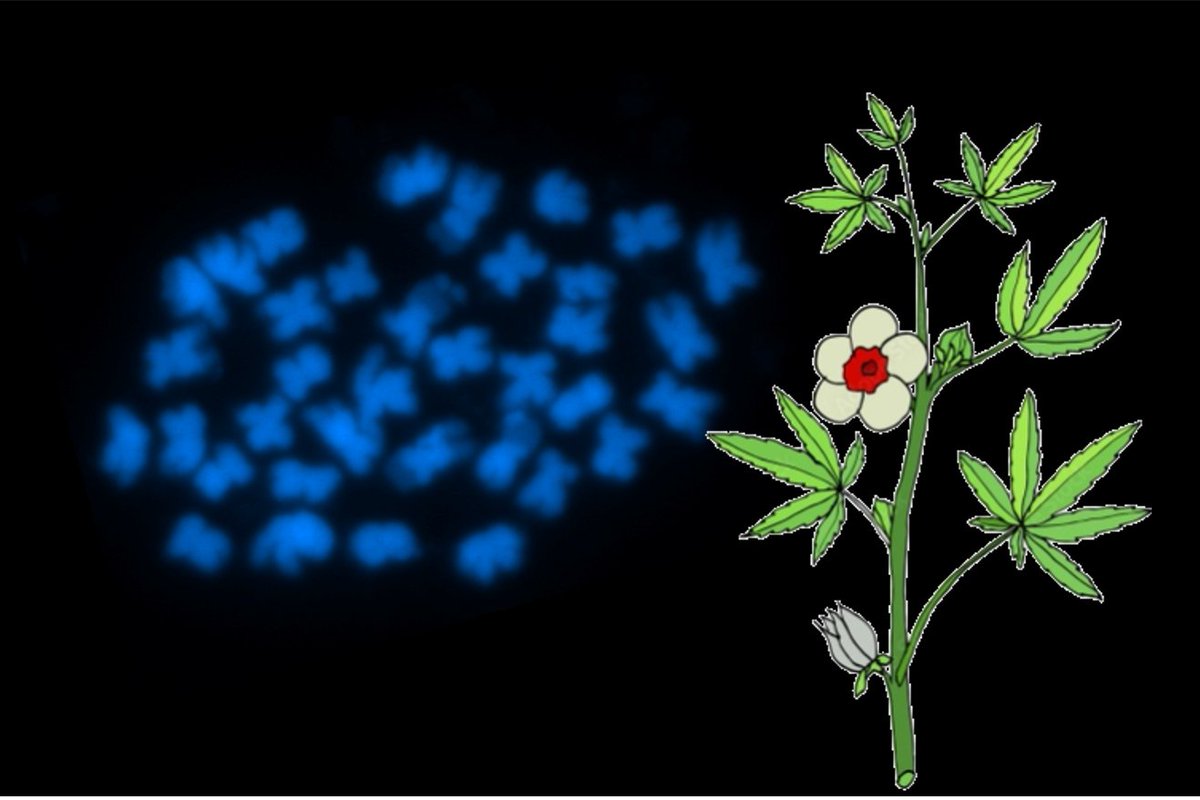 🌱🧬We are grateful that Nii-Ayi Ankrah (<a href="/its_nankrah/">Nii-Ayi</a>) was able to join the lab to provide insight into the chromosomal variability of kenaf breeding lines. 

Now, you can read about this work in our preprint: 
doi.org/10.1101/2023.1…

<a href="/BayerFoundation/">Bayer Foundation</a> <a href="/KNUSTGH/">Kwame Nkrumah University of Science and Technology</a> @TUD_Science