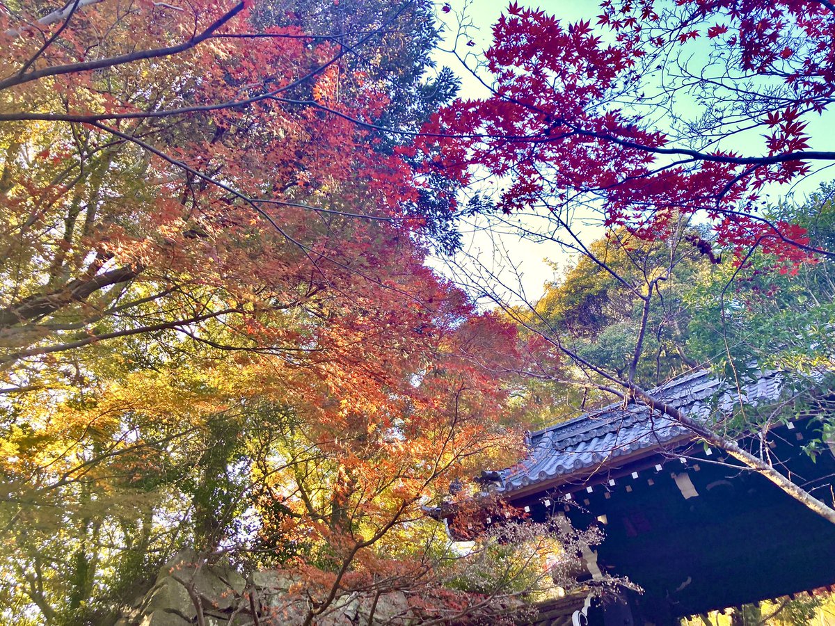紅葉見に行ってきたよ〜🍁🍁