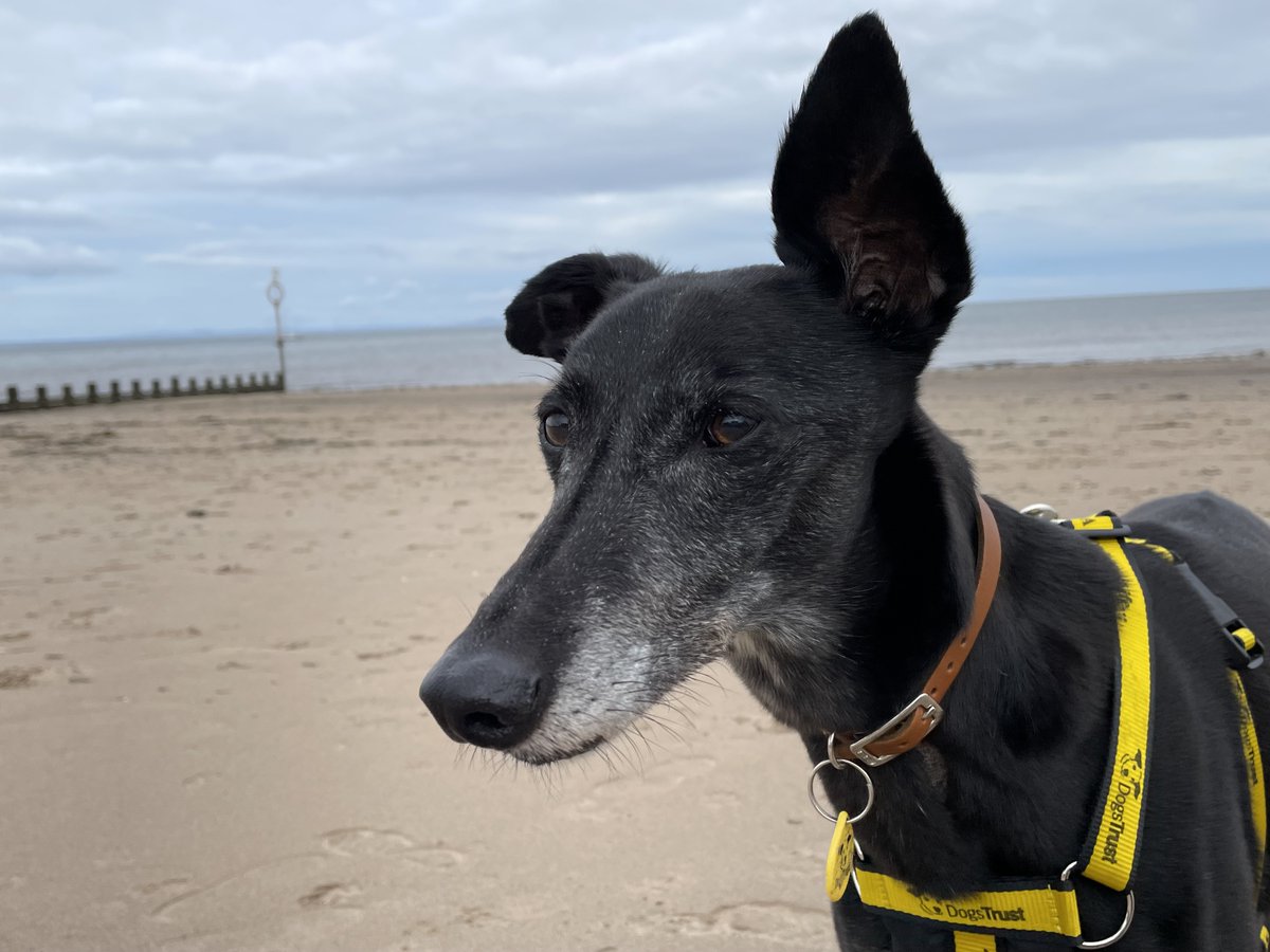 Dogs Trust 💛🐶 tweet media