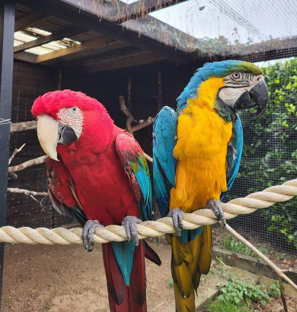 WelshMountainZo's tweet photo. π¦ Happy Sunday from Dizzy and Chico! π¦
#HappySunday #AmazonAviary #KeeperPics #SupportingConservation #WelshMountainZoo #NationalZooOfWales #Snowdonia360 #TenTop https://t.co/BKDUR79i63