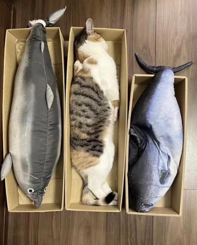 ShouldHaveCat's tweet photo. https://t.co/WaeVfudcN8