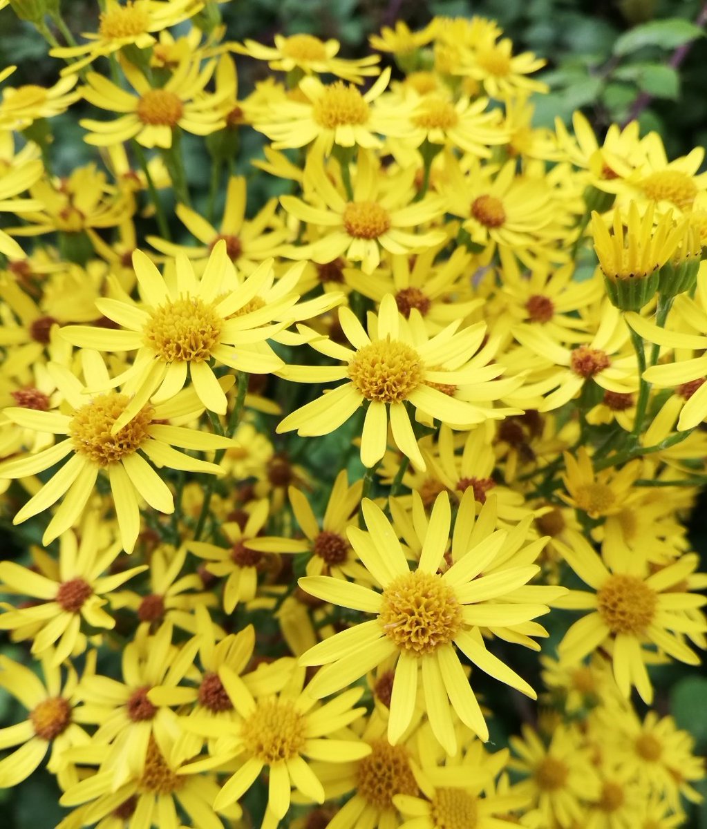 Growing on the foothills of the Mendiphills. 'Common Ragwort' 
🌿🌼🌿🌼🌿🌼🌿 🤗
#SundayYellow #Wildflowers