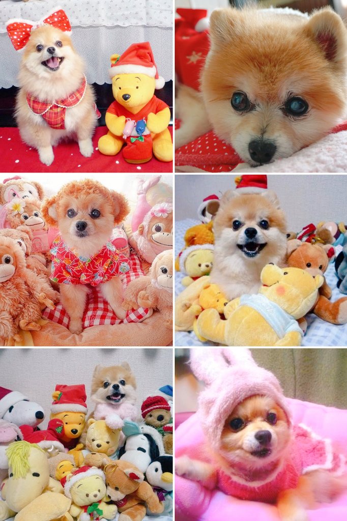 tentenrunrun's tweet photo. 🐶てまりメモリアル🌈🐾💕
今日は１５才１０ヶ月で🌈🌠になったてまりの誕生日🎂🪅🎀🎉
生きていたら２１才…
どんなに時が流れて幾度も季節が巡っても大切な大切な想い出💕ず〜っと大好きっ❤🐶🐾
#ポメラニアン https://t.co/Y3E0uuJw30