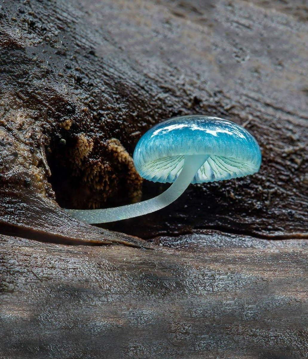 Luciferinoah's tweet photo. 요정의 파라솔(Pixie's Parasol)이란 이명을 가진 Mycena interrupt. 선명한 청록색을 띤 젤라틴질의 반투명한 자실체를 가졌으며 호주, 뉴질랜드, 칠레 등 남반구의 숲속에서 발견됩니다. 아직 알려진 독성은 없습니다. https://t.co/XKot68amZ1