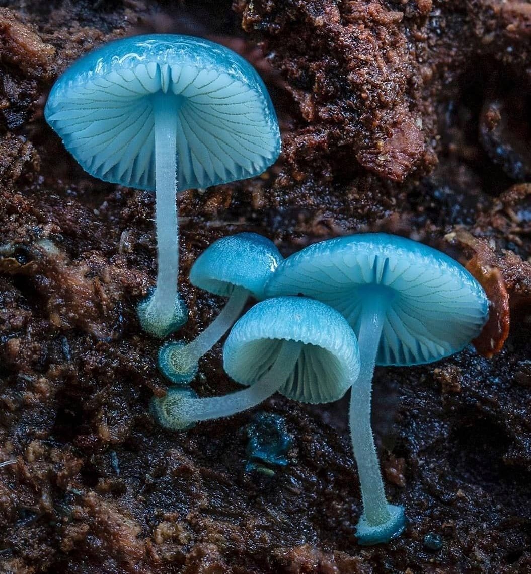 Luciferinoah's tweet photo. 요정의 파라솔(Pixie's Parasol)이란 이명을 가진 Mycena interrupt. 선명한 청록색을 띤 젤라틴질의 반투명한 자실체를 가졌으며 호주, 뉴질랜드, 칠레 등 남반구의 숲속에서 발견됩니다. 아직 알려진 독성은 없습니다. https://t.co/XKot68amZ1