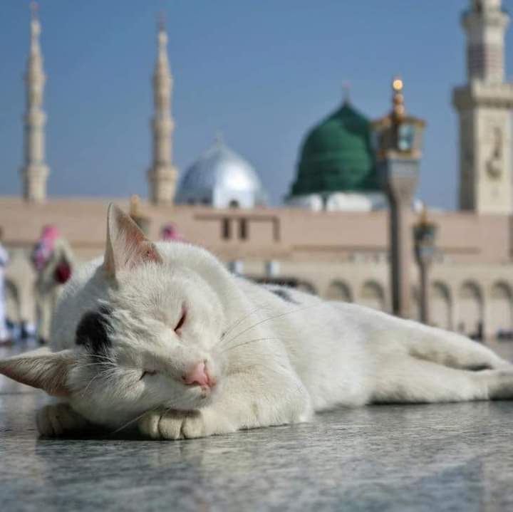 Eman_fatima1278's tweet photo. سکون تو مدینے کی گلیوں میں ملتا ہے 🤍💚 #Allah #Yanabi #Aqaajee #Madina https://t.co/vt3ka8sESS
