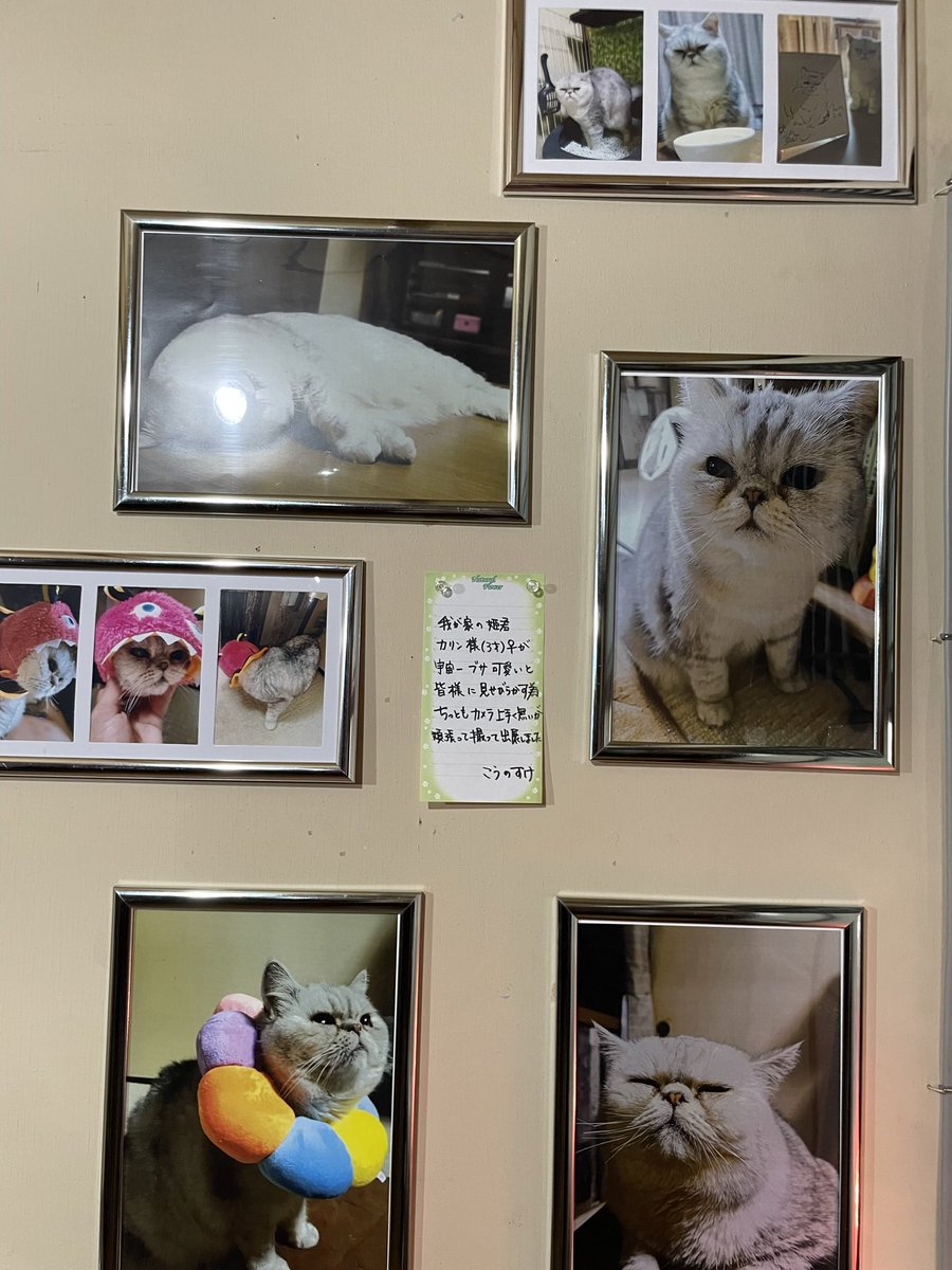 猫頂上決戦 投票結果❗️ 1位　摩耶仙人さん@mayamakkyan 2位　こうのすけさん@gangstarkai10 でした⭐️⭐️ どの猫さんも可愛くて 選べないけど、、、、 ありがとうございました！！ #猫展　#猫写真展 #大阪ギャラリー #谷町6丁目