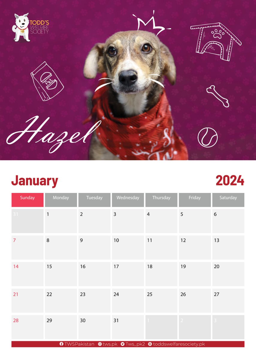 Please purchase one of our calendars. All proceeds go towards helping dogs such as Cookie helping them to heal. Cost is £12.50 if in UK. PayPal is twsociety.pk@gmail.com. If you could use the friends &amp; family option and DM your address. Please buy one and help save a life today