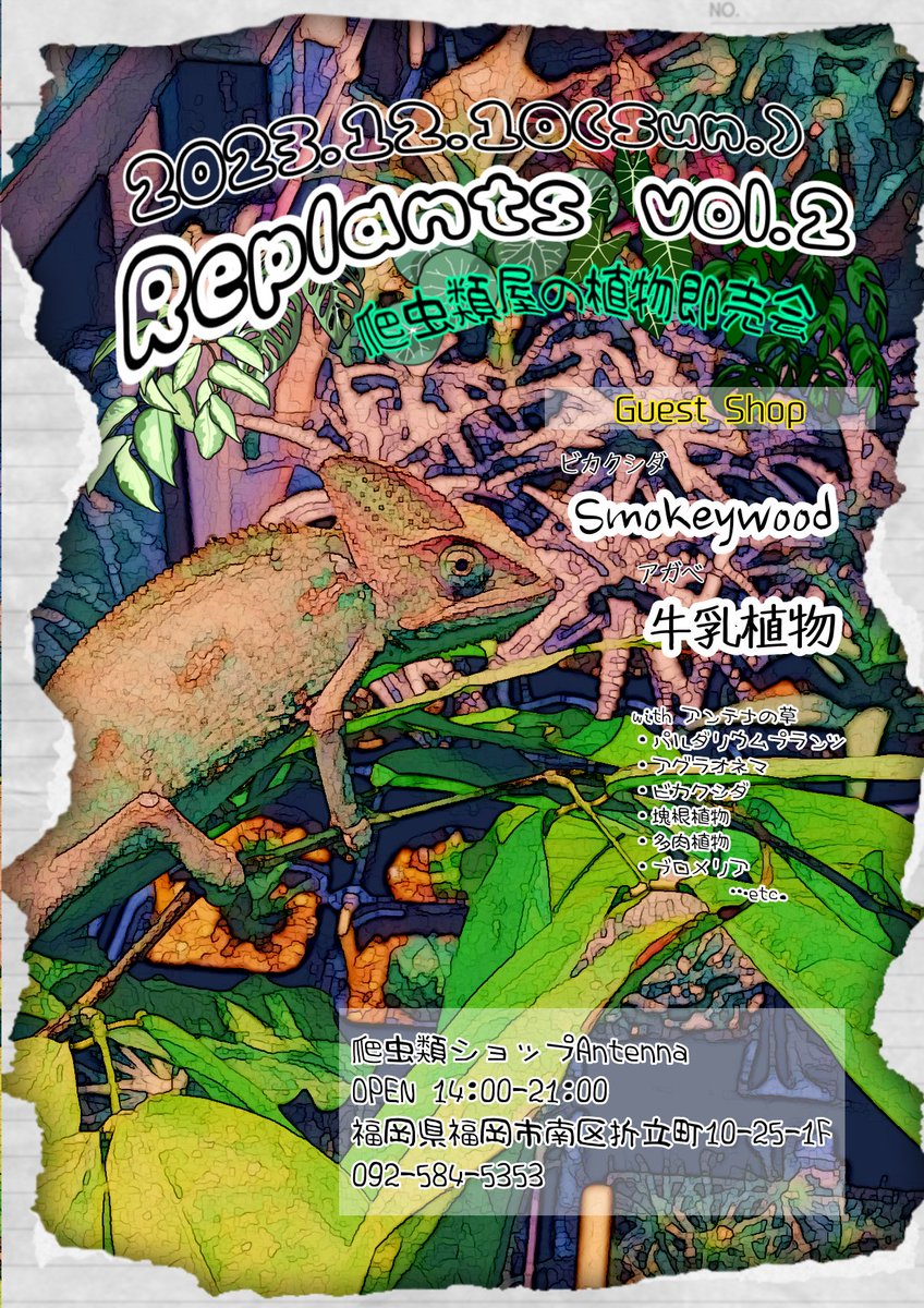 antenna0830's tweet photo. 【イベント告知】
植物コーナーが充実したアンテナからイベントのお知らせです!
前回好評だった植物即売会REPLANTSの第2回が12/10㈰に開催決定!
ゲストはビカクシダのSmokeyWoodさんとアガベの牛乳植物さん🌿
各植物イベントでも人気の2ショップさんがアンテナにやってきます🫰🫰
#replants https://t.co/E7J3t3PLTL