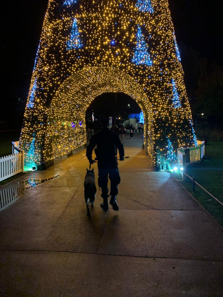 PD Kobe conducted footpatrols in Bournemouth town centre last night assisting local officers with OP Fireglow,; he even got to check out the Christmas lights 🎄🐾

#dorsetpolice #policedogs #GPD #GSD #keepingdorsetsafe