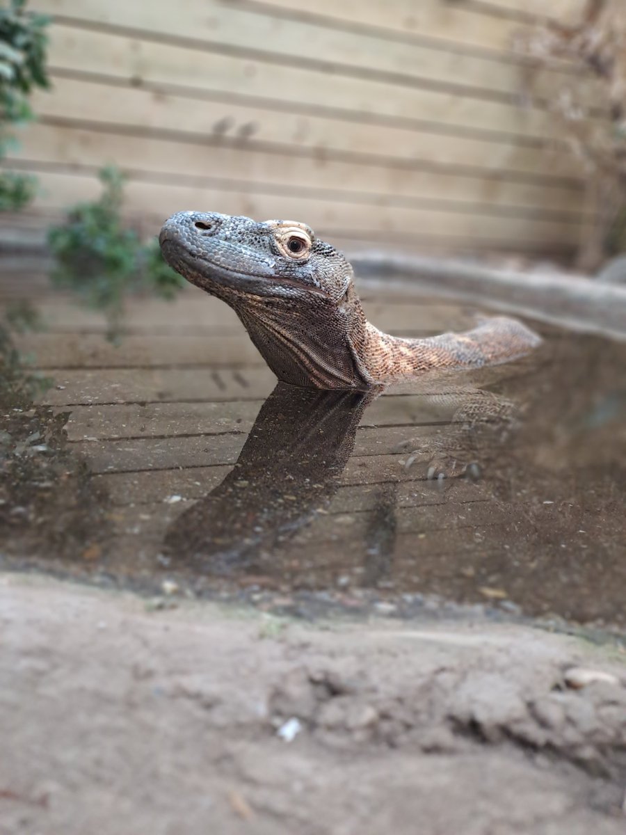 🛀 A Sunday Soak! 🛀 🐉 What better way for a Dragon to relax than a relaxing bath! #birminghamwildlifeconservationpark #komododragon #sunday #sundaybath #bath