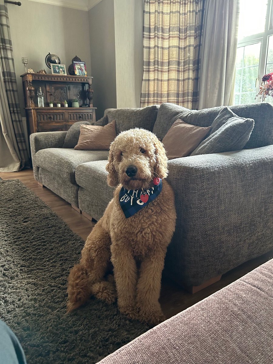 revPACman's tweet photo. Two years old! What joy, love and affection Dylan has brought to the Rectory and our family. Can’t imagine life without him! #AustralianLabradoodle https://t.co/nfCmkQP1tV