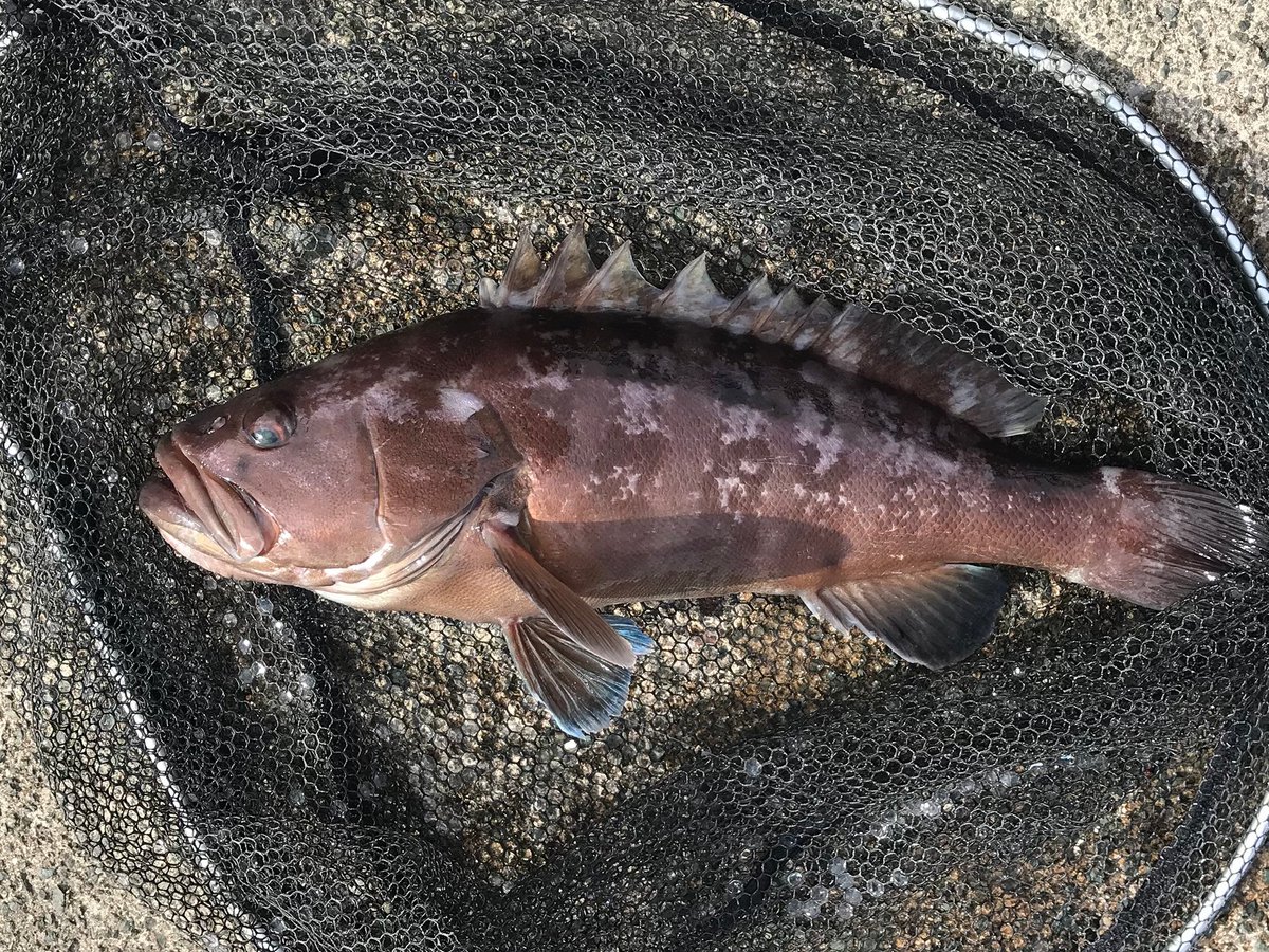 KumaOnji's tweet photo. この魚の名前わかる人いませんか？
隣のおじちゃんはアコウ（キジハタ）って言ってたけど模様が違うような…。小さく見えますが45cmあります。
福井県の漁港で団子釣り、餌はオキアミ。
#魚種名 #魚の名前 #魚の名前教えて下さい #魚 #魚に詳しい人 #名前の分からない魚 #この魚の名前�� https://t.co/vm40WnTiCz