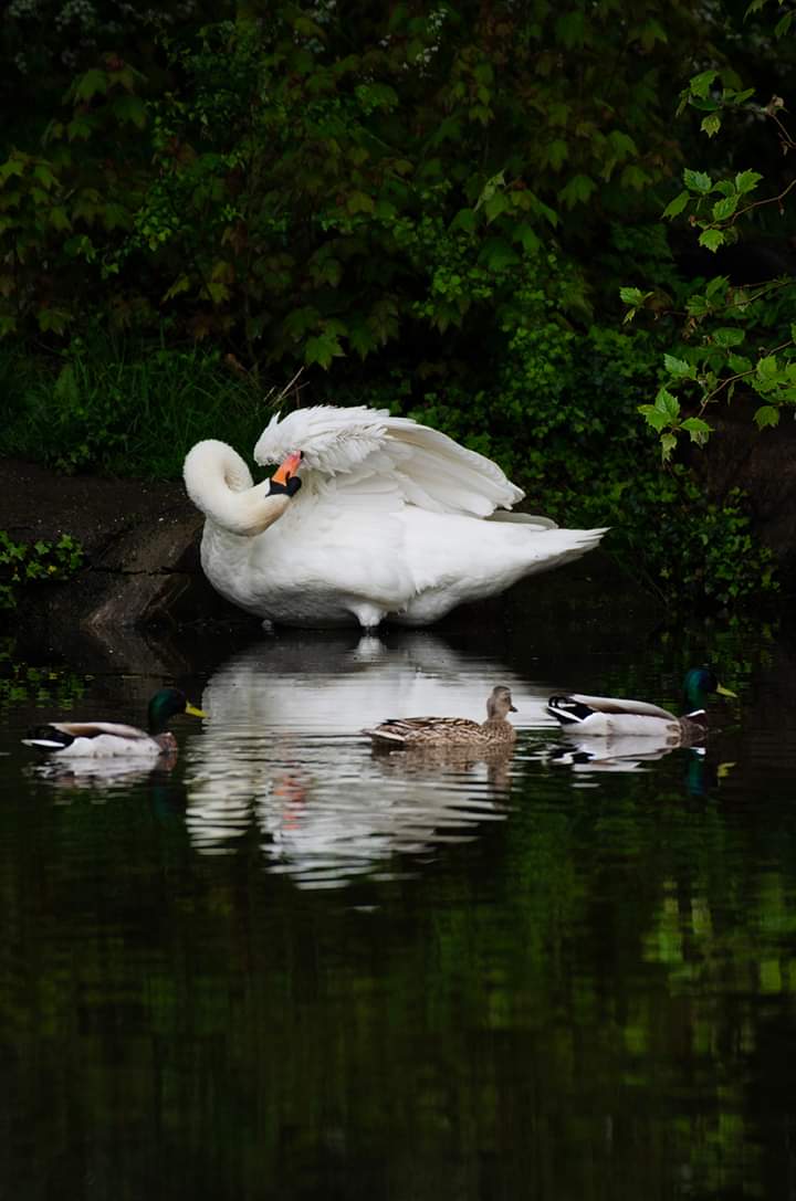 ArtyAnnaT's tweet photo. I haven't posted on Twitter (I refuse to say X) for a while so here's my photo of a swan to get things going again. #Swans #wildlifephotography https://t.co/E8CLCIlwWA
