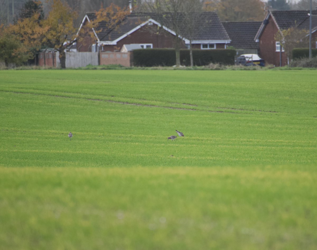 An early start to count wading birds on farmland close to the Humber Estuary. 32 curlew have been observed near Hedon, 6km from the estuary. This functionally linked land is often overlooked at this distance but is important habitat at high tide. <a href="/_BTO/">BTO</a> <a href="/BTO_EY_H/">BTO E Yorks & Hull</a> <a href="/humbernature/">Humber Nature Partnership</a>