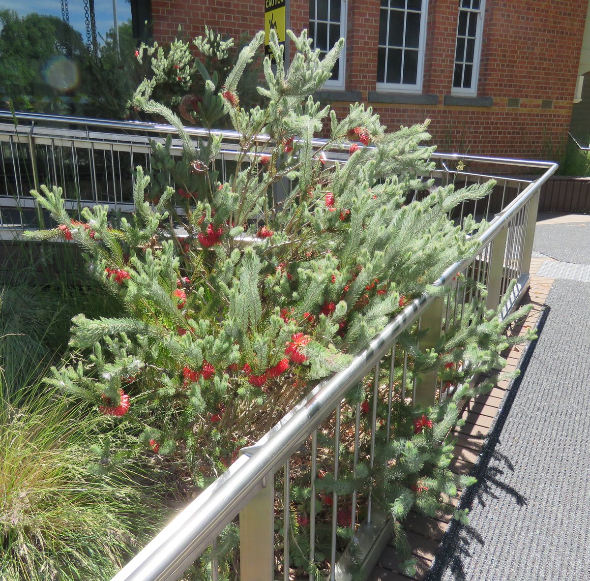 StuartWilliams_'s tweet photo. Calothamnus quadrifidus (one-sided bottlebrush) - grey-leaf form. Cultivated at Romsey.

#Calothamnus  #Myrtaceae #ozplants https://t.co/tvhCNG6nsG