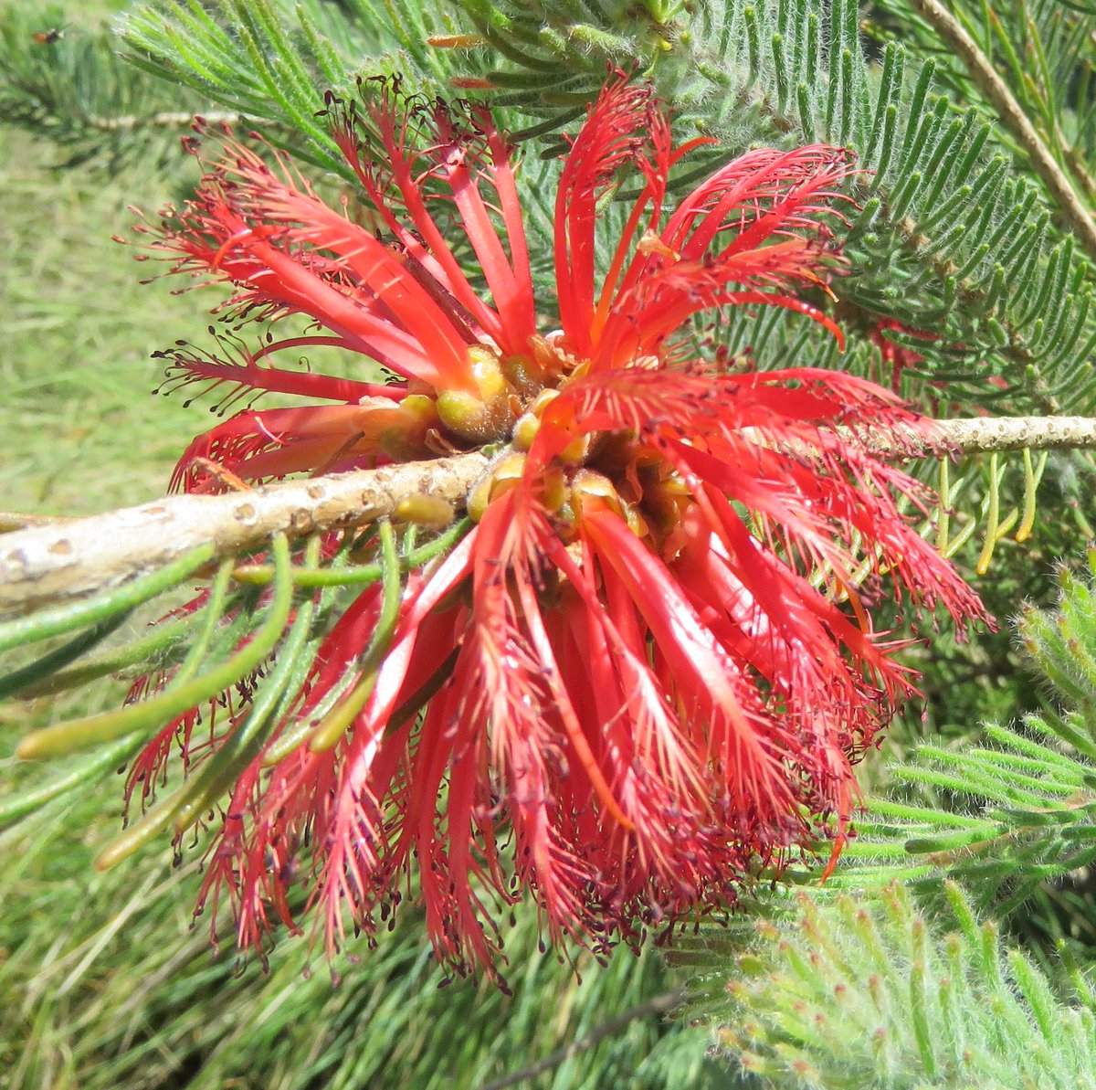 StuartWilliams_'s tweet photo. Calothamnus quadrifidus (one-sided bottlebrush) - grey-leaf form. Cultivated at Romsey.

#Calothamnus  #Myrtaceae #ozplants https://t.co/tvhCNG6nsG