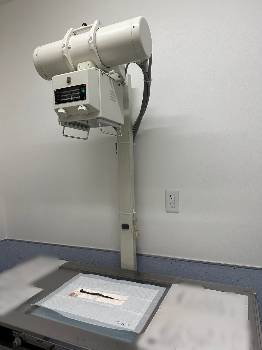Hebiken_JSC's tweet photo. 双頭のニホンマムシについて【終】

結論から書きますと、双頭のニホンマムシは先日の採餌から5日後に、排便が無いまま短い生涯を終えました。

双頭マムシの飼育については、考え得る限りの最適な環境づくりをさせて頂いたつもりではございましたが、今回は予想していた中でも残念な方向に転ぶ結末となってしまいました。再公開を楽しみにされていた方々には誠に申���訳ございませんが、これが双頭及び奇形個体に与えられた現実だと思います。今回生きている姿を見る事ができた方々は、一生の思い出として大事にして頂きながら、今後の人生において、ヘビという動物への興味関心を少しでも強めて頂けたら幸いです。

【 双頭マムシのその後について 】

現在、双頭マムシの遺体はCT、レントゲン、エコーなどあらゆるデータを記録した上で病理解剖まで完了し、3Dデータの構築と標本化に向けて動いている段階です。現時点で判明している事は、左頭部の口腔内に奇形が見られ、気道が肉片でほぼ塞がっていたことと、それにより舌を出し入れする事は出来ず、呼吸はほぼ出来ていなかった、あるいは不可能であったと思われます。そのため、動物的な生活は右頭部に任され、左頭部は血管による脳への酸素供給のみであったと考えられます。また、体内に残された糞便の観察により、餌の消化はほとんど完了しておりましたが、かなりの軟便であったため、消化というよりは吸収の方に難があった可能性が考えられます。尿酸は正常でした。ま��まだ解析は序盤ですので、またゆっくり時間を使って調べた結果をいつの日かご報告させて頂けたらと思います。

貴重な検体である双頭マムシの遺体は、日本蛇族学術研究所として、余すことなく学術的に価値のある利用をさせて頂く所存です。そのため、今回の双頭マムシが改めて皆様の前に出てくる機会は、標本での姿となる予定です。

【 今回の双頭マムシ公開に関して 】

緊急来園から即時に公開に踏み切った判断については賛否両論あるかと思いますが、双頭という奇形の特性を熟慮した上で、興行としてでは無く 多くの方々にニホンマムシの生態や双頭というものの特性を正しく知って頂く機会を作る事が出来たということに関しては、大きな意義を感じております。更には ジャパン・スネークセンターの存在を知って頂き、こうしてこれからも皆さまにまた新たなヘビの魅力や知識を布教出来ることも、大変喜ばしい事です。

もっと長生きさせられる可能性が無��ったかと言えば、もちろん無いとは言いきれませんが、今回の公開によって世間の皆様に与える事ができたヘビに対するポジティブな影響を考えれば、悪い判断では無かったのではと今は考えております。

もちろん私達自身、双頭マムシの死は非常に残念ではございますが、ここまで多くの方に知って頂き、ジャパン・スネークセンターに来て頂く機会を提供してくれた今回の双頭個体には、謝意よりも心からの感謝の言葉を送りたいと思います。

【 今回の双頭マムシの公開を経て 】

ジャパン・スネークセンターとして、双頭やアルビノといった珍しい個体に限らず、今後もヘビという生き物に敬意を表し、その生態を探求する事に情熱を注いでいきたいと思います。

それでもやはり、一人のヘビ好きとして一言だけ言わせて頂くとすれば、今回のようにニホンマムシのアルビノと双頭が生きたままの状態で同時に展示として見る事ができた空間というのは、改めて本当に貴重で、奇跡的なものであったと思います。

双頭のニホンマムシに関する情報の連続公開は一旦これにて終了し、明日からは元のジャパン・スネークセンター公式Xとして様々なヘビのアレコレを発信させて頂こうと思いますので、新しくフォローして下さった皆様も、これからどうぞ宜しくお願い致します。

とても長い文章となってしまいましたが、ここまで全て読んで下さった方々には、我々の想いは十分伝える事が出来たのではないかと思います。

この度は本当にありがとうございました。
そして、ありがとう。

ジャパン・スネークセンター  一同
記：巳継