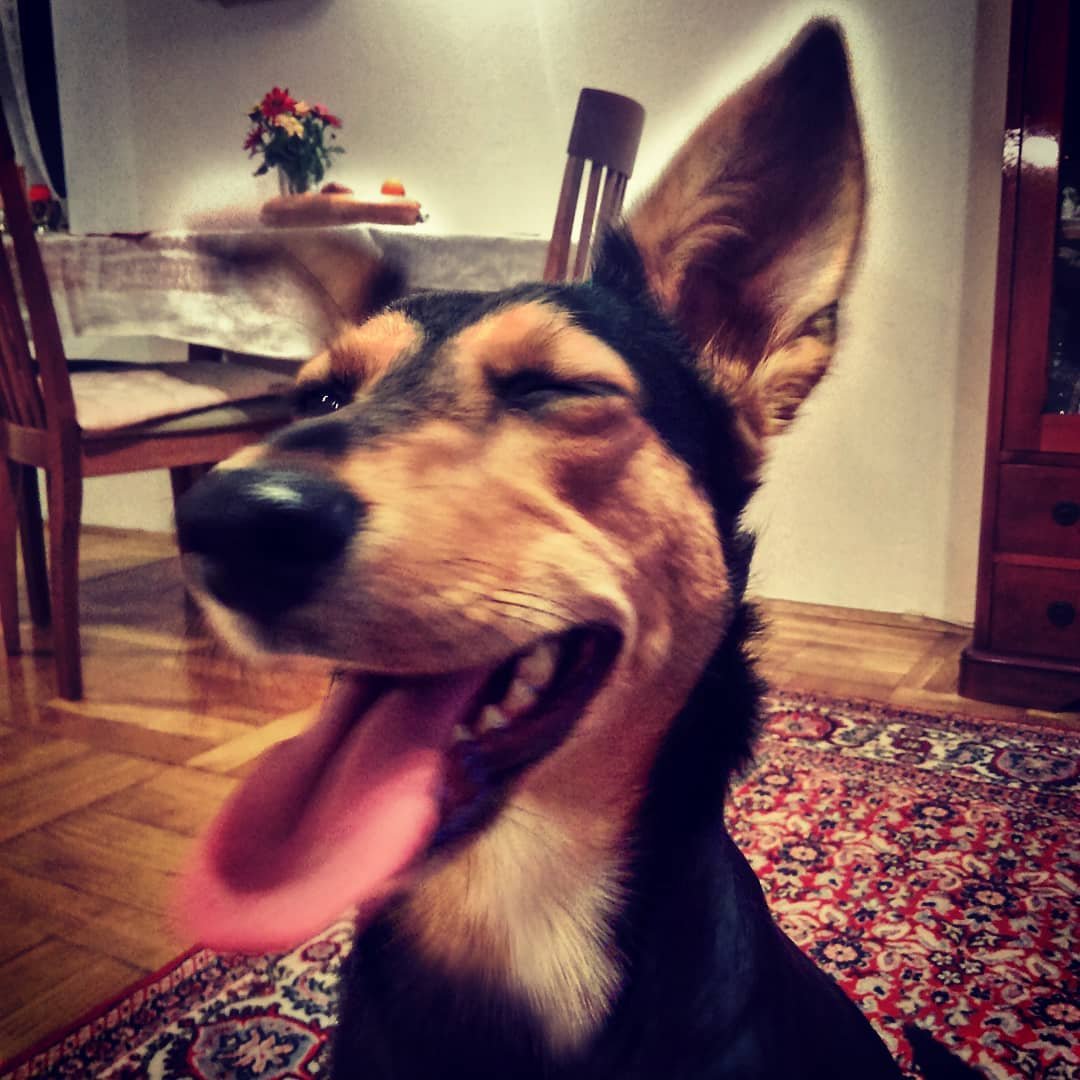 BarbBleu's tweet photo. Ljubica, mislim nate. 📷📷 V varnih rokah na veterinarski kliniki. Mogoče jutri že doma. 📷📷 #Sofia #tinydragoness https://t.co/2P1vKVi4Ue