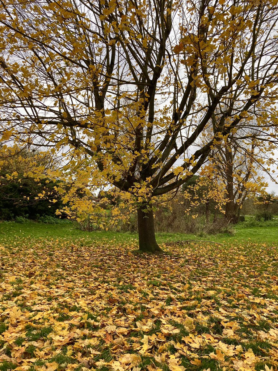 From my morning run today for #SundayYellow 
#AutumnBeauty