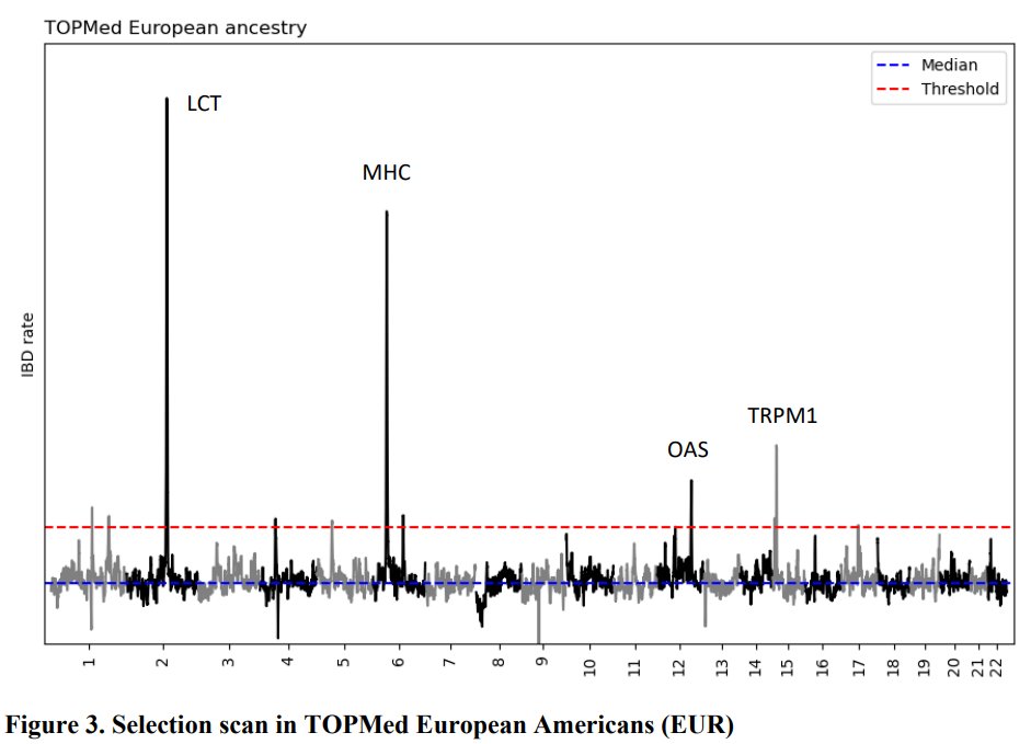 New method for identifying positively selected alleles and estimating selection coefficients based on peaks in IBD (haplotype sharing) along the genome. By Sharon Browning et al. Applied to 38,387 TOPMed individuals. biorxiv.org/content/10.110…