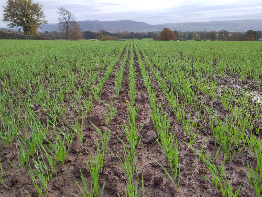 Weather beating, T101 Wintermax Forage Triticale showing excellent vigour in NW Herefordshire