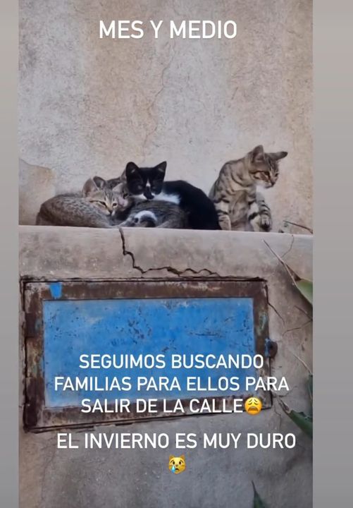Perros/Gatos perdidos Alicante ( España )
❗️❗️Ayuda urgente❗️❗️Se necesita adopción para 4 bebés de mes y medio están en la calle😔Llega el frío y son muy pequeños.Ayuda para sacarlos de la calle.Melilla viajan pagando chip y billete.686699753😓Comparte❗️