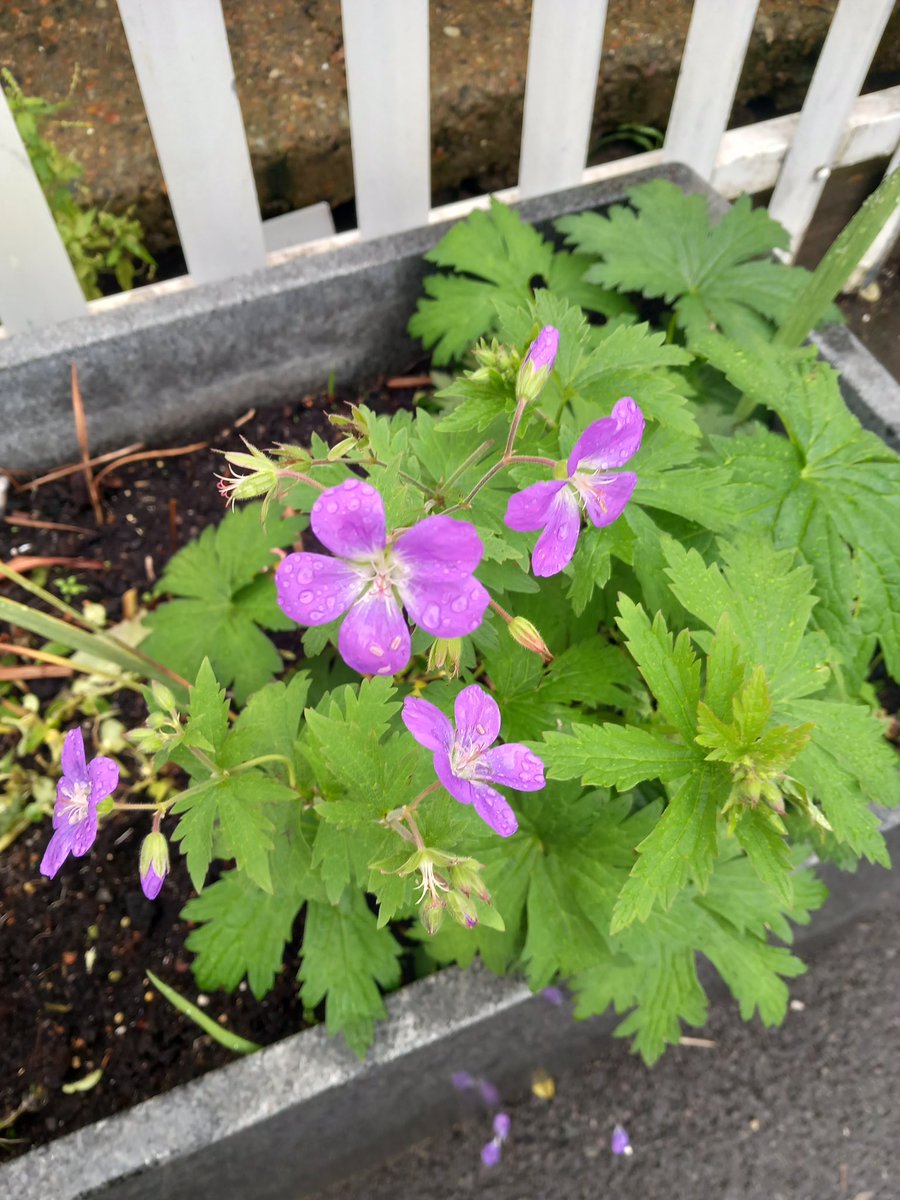 Forest Hill Station planter geraniums going strong @LDNOverground @TfL Thanks to @FHSoc #Lewisham #SE23 #ForestHill #greener #volunteers