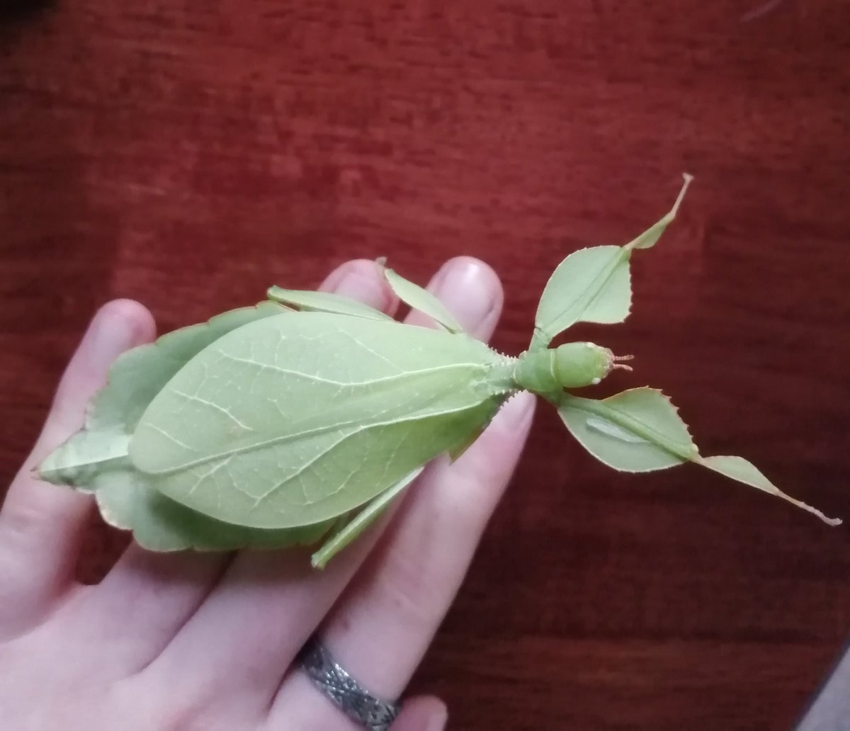 ailsamiller29's tweet photo. They grow up so fast 😢

#phasmids #GlowUp https://t.co/AhNJAYt6TM