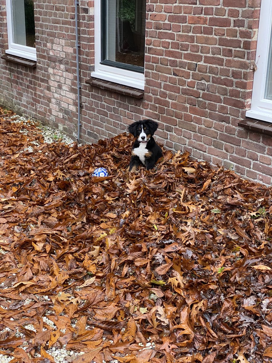 Tien_L's tweet photo. @doemaarroze Onze Berner 14 weken. https://t.co/K7e973yYIN