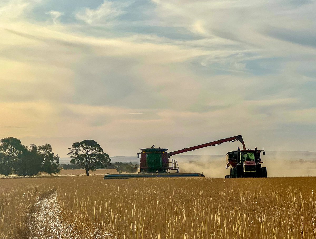 Last box full for #harvest23 

I’ve never finished harvest in less than a month let alone before December.

Grateful for good reaping weather, not so many breakdowns and good yields for a dry year!

#wheat #ausag #robinsonfarms #caseih #shelbourne