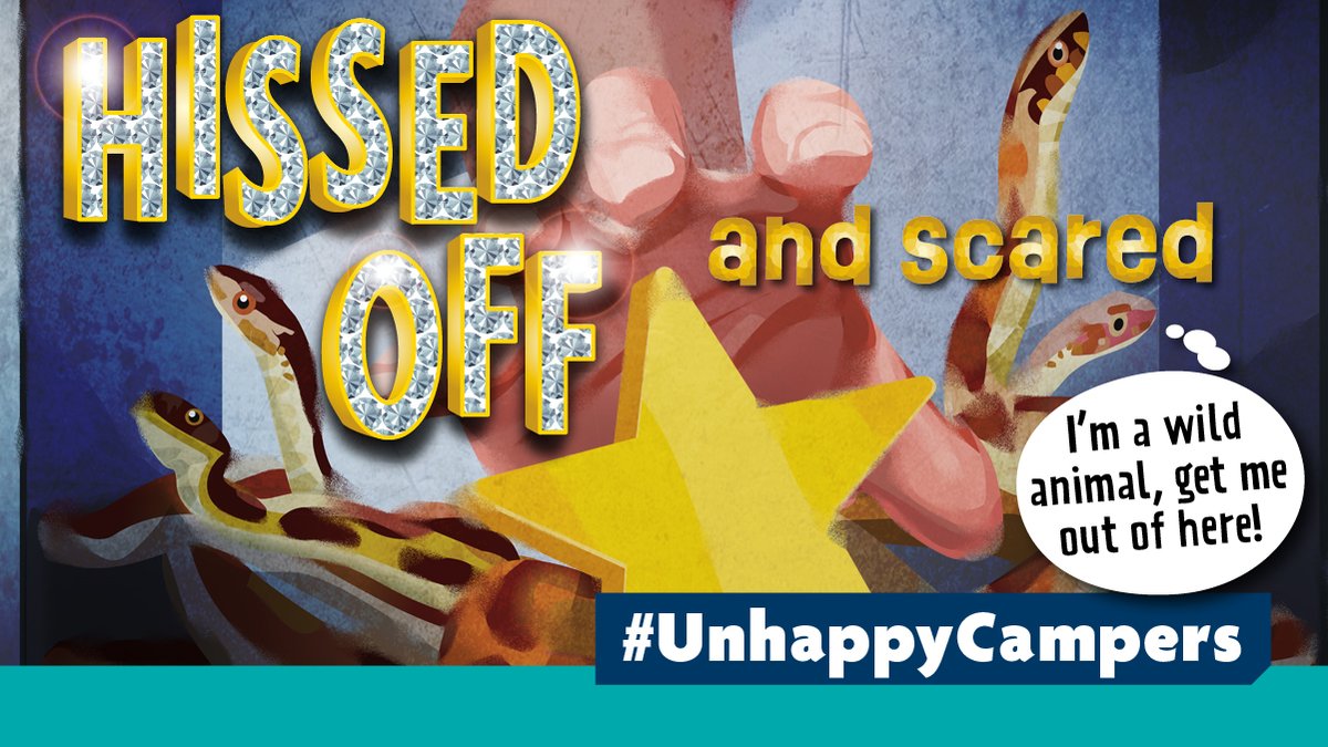 🐀 📺 As a new series of 'I'm a Celebrity: Get Me Out of Here' begins, it's another year of live animals being exploited for entertainment purposes💔

🐍😞 They are innocent animals... help get them out of there by joining our campaign 👉 bit.ly/30PiT1Y
#ImACeleb