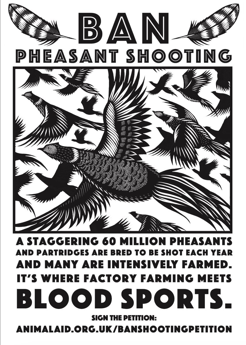 Subscribers @BirdWatchingMag – make sure you check out the beautiful artwork by @nickhayesillus1 in the next issue. All birds matter – sign the petition ➡️ animalaid.org.uk/BirdPetitionX/